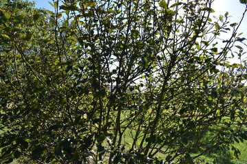 Bush