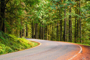 A curve in the road along the Old Cascade Highway between tall green fir trees with orange needles...