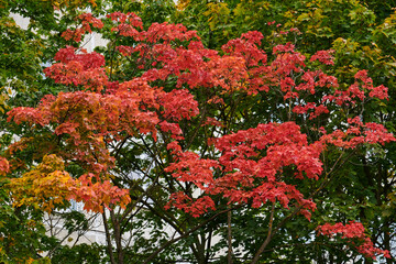 Russia. Moscow. Red maple of mid-September on the streets of the city