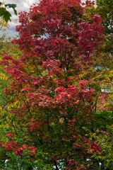 Russia. Moscow. Red maple of mid-September on the streets of the city