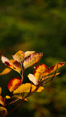 autumn leaves on the ground
