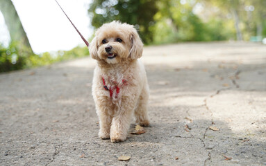 little maltipoo puppies walks in the park in autumn time