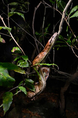 Madagascar boa // Nördliche Madagaskarboa (Acrantophis madagascariensis) 