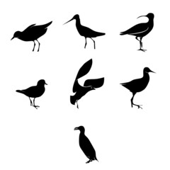 Fototapeta premium set of illustrations of several kinds of birds