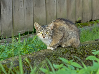 Obraz premium Grey brown feral cat sitting on the ground in front of a fence, looking at the viewer. selective focus 