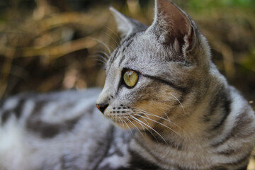 Naklejka premium Close-up view of a striped wild cat eyes is looking at to the right with blurred background in the woods