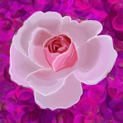 pink rose petals with purple 