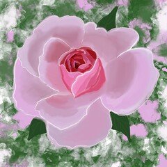 pink rose and roses