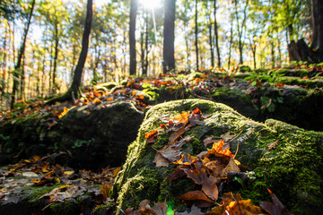 The sun shines through the trees and onto the rocky Autumn-coloured forest floor with red, orange,...