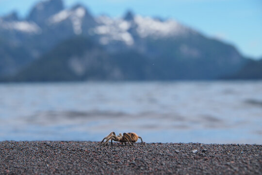 Small tarantula on the stone with Lago Tromen lake in the background in Argentina, Patagonia