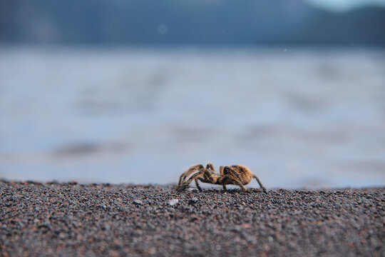 Small tarantula on the stone with Lago Tromen lake in the background in Argentina, Patagonia