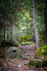 Fototapeta na wymiar A rocky hiking trail leads through the lush Autumn-coloured forest in Lion's Head Provincial Park on the Bruce Peninsula, Ontario.
