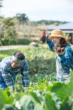 畑でサツマイモを収穫する中高年夫婦
