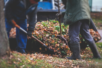 Removing fallen autumn leaves in the park, process of raking and cleaning the area from yellow leaves, regular seasonal work with tractor, garden tools and modern equipment