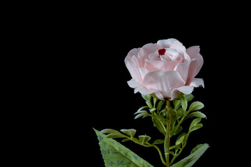 A rose that has a drop of blood on its leaves.