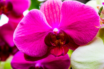 Hot pink orchid