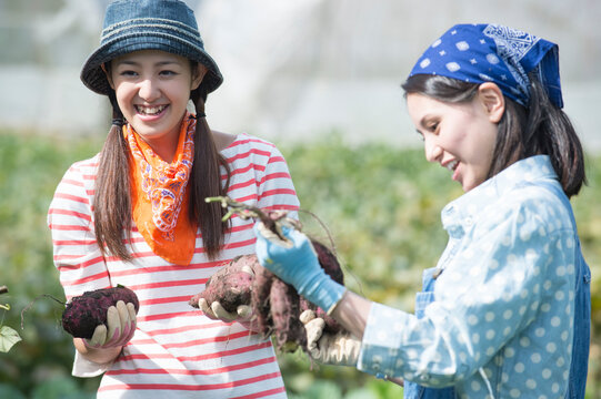 畑でサツマイモを収穫する女性二人