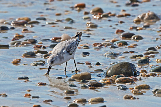 A Sandpiper, Scolopacidae, forages for food on the edge of the ocean in Westport, Massachusetts.