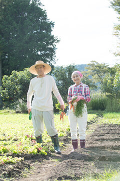 畑で人参を収穫するシニア夫婦
