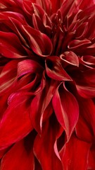 red dahlia flower