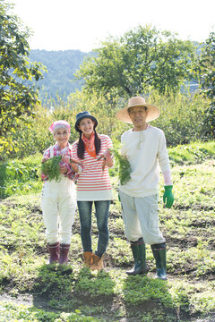 畑で人参を収穫するシニア夫婦と孫娘