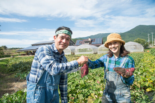 畑でサツマイモを収穫する中高年夫婦