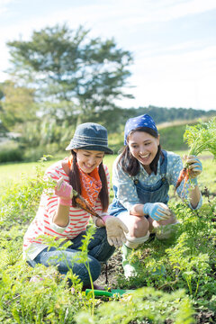 畑で人参を収穫する女性２人