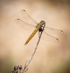 Macro Photo Libellule 