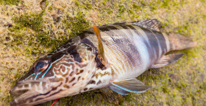 catched midterrenian Zebra Grupper (Serranus Scriba)