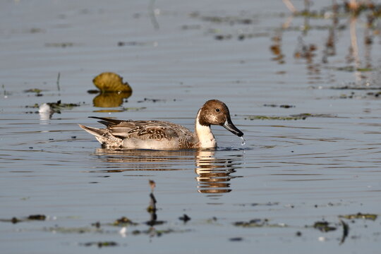 Male Northern Pintail duck swimming by in marsh