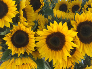 High angle full frame close-up view of yellow sunflowers