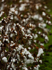 cotton field up-close view