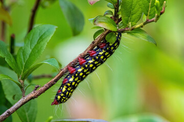Beautiful multicolored caterpillar on the plant