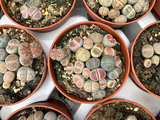 Succulent plant Lithops (Latin - Lithops)