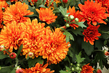 A background of orange garden mums growing