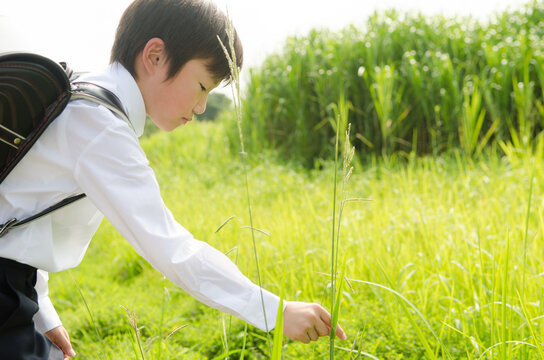 ランドセルを背負って虫を捕まえようとしている男の子