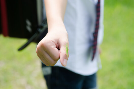 ランドセルを背負ってバッタを手に乗せている男の子