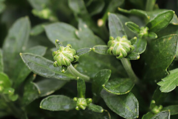 View of budding garden mums between leaves