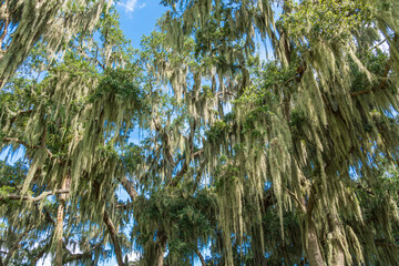 Southern live oak trees (Quercus virginiana) covered in Spanish moss (Tillandsia usneoides) -...