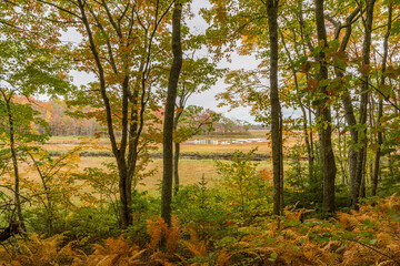 Peering Through the Forest to the Marshes on a Golden Autumn Day at Rachel Carson National Wildlife Refuge, Kennebunkport, Maine, USA