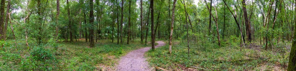 Panorama of "Yellow Trail" - Rainbow Springs State Park, Dunnellon, Florida, USA