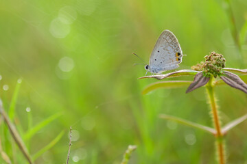 butterfly, butterfly drawing on a wildflower on a bokeh background 