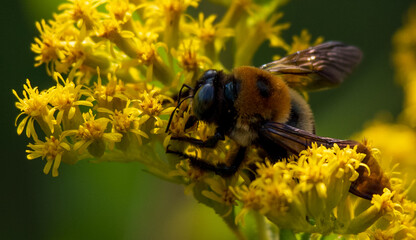 Bee Pollenating Yellow Flower