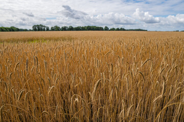 Great golden wheat field at borgfelder wümmewiesen, biggest nature reserve of bremen