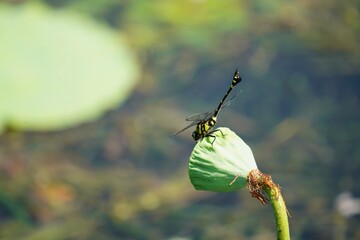 dragonfly on a Lotus