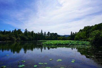 lake and forest