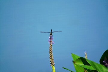 Dragonfly 