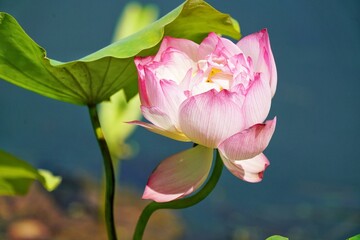 Blooming Pink Water Lily