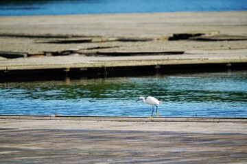 Little Egret 