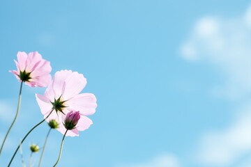 美しいコスモスの花畑